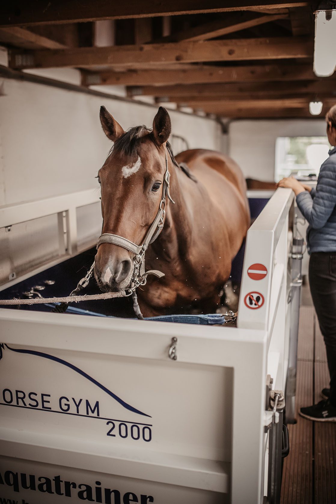 Pferd im Aquatrainer, Horse Gym 2000
